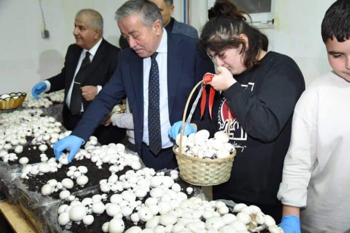 Firdevs Hattatoğlu Özel Eğitim Meslek Okulu'nda Mantar Atölyesi İlk Hasadını Gerçekleştirdi